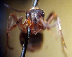 Formica paralugubris