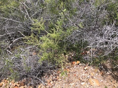 Ceanothus pendletonensis