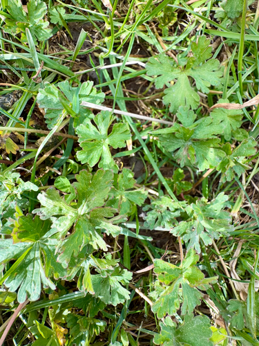 Geranium retrorsum, photograph 6