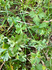 Geranium retrorsum, photograph (c) Tom Beard, some rights reserved (CC BY)