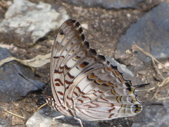 Charaxes achaemenes