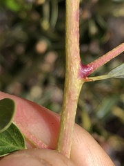 Ceanothus pendletonensis