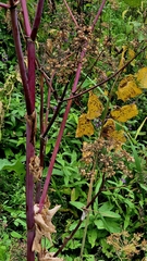 Angelica archangelica, photograph (c) Анна Митрошенкова, some rights reserved (CC BY)