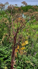 Angelica archangelica, photograph (c) Анна Митрошенкова, some rights reserved (CC BY)
