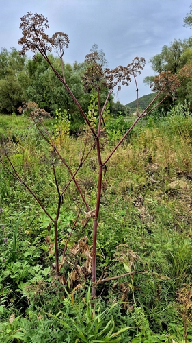 Angelica archangelica, photograph 5
