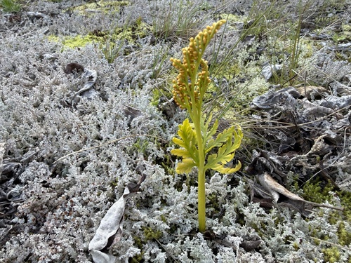 Botrychium matricariifolium, 2026-08-25