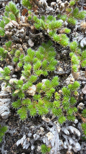 Selaginella hansenii, photograph 1