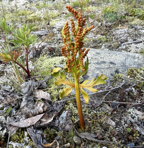 Botrychium matricariifolium, 2026-08-25