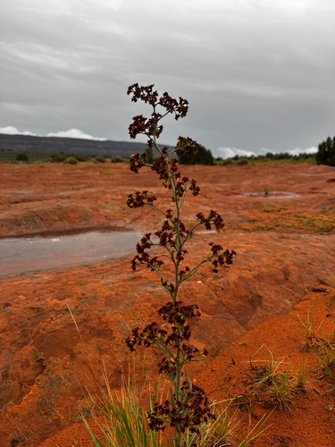 Eriogonum alatum, photograph 3