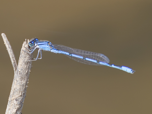Familiar Bluet