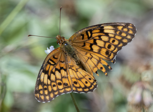 Variegated Fritillary