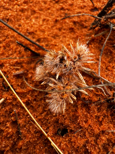 Thicksepal Cryptantha