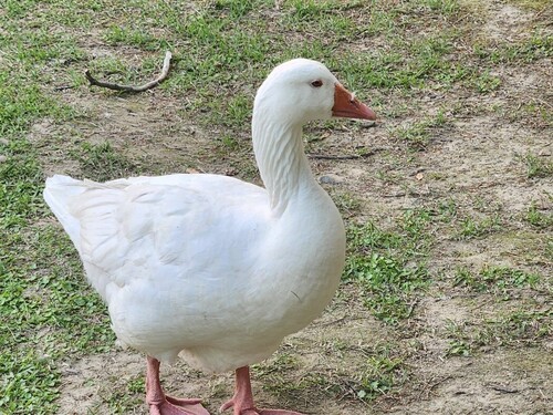 iNaturalist image