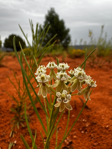 Asclepias subverticillata, photograph 4