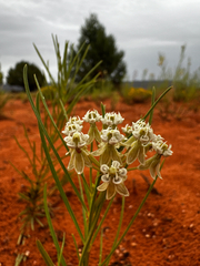 Asclepias subverticillata, photograph (c) Parker James Lloyd, some rights reserved (CC BY)