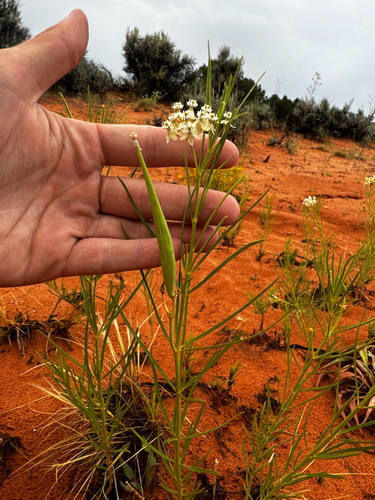Asclepias subverticillata, photograph 6