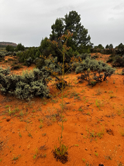 Eriogonum alatum, photograph (c) Parker James Lloyd, some rights reserved (CC BY)