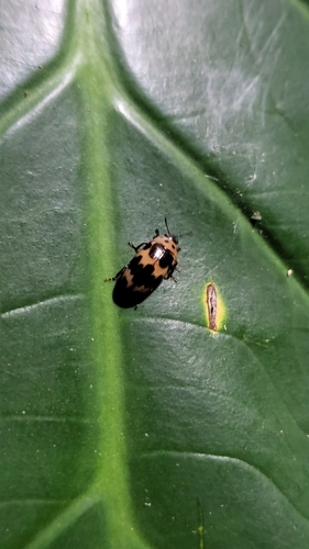 Four-spotted Fungus Beetle