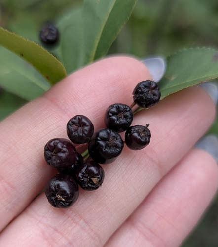 black chokeberry