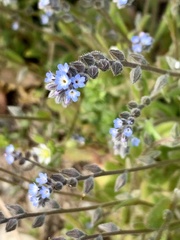 Myosotis stricta