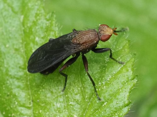 Pelidnoptera nigripennis
