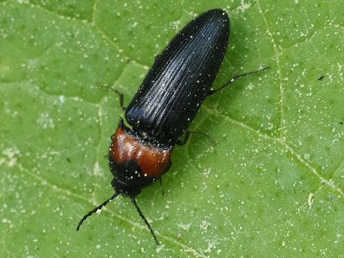 Ampedus sinuatus