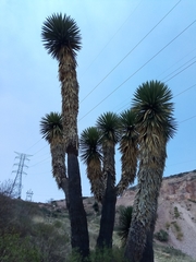 Yucca filifera