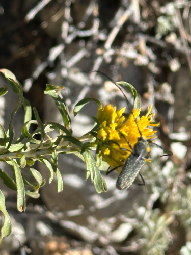 iNaturalist observation photo of Grizzled Long-horned Beetle