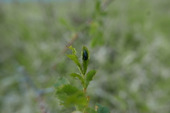 Phyllobius viridicollis