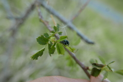 Phyllobius viridicollis