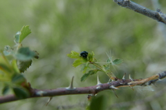 Phyllobius viridicollis