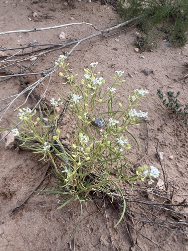 Mesa Pepperwort
