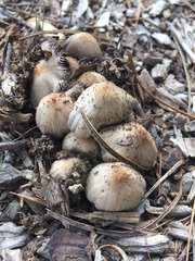 Micacei