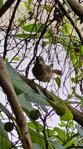 White-browed Laughingthrush