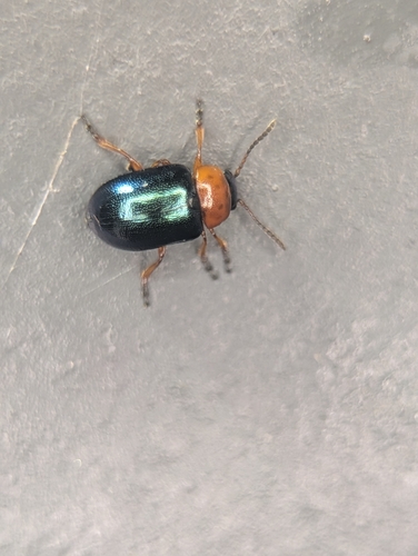 Knotweed Leaf Beetle