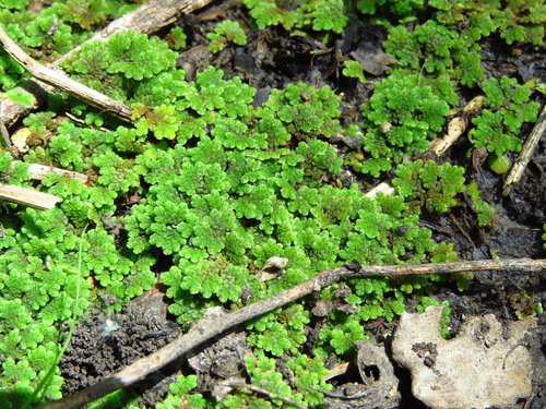 Azolla caroliniana iNat (2)