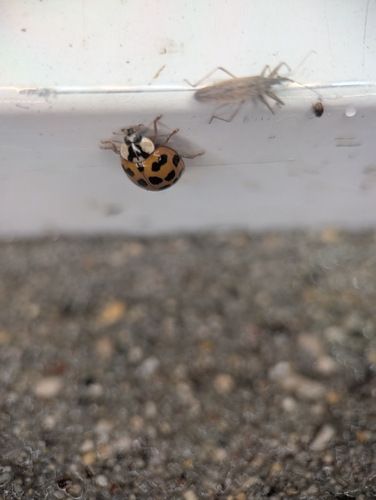 Asian Lady Beetle