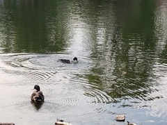 Anas platyrhynchos domesticus