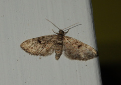 Eupithecia tantillaria