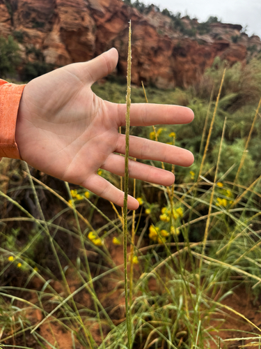 Spike Dropseed