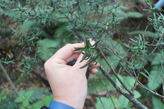 Podocarpus laetus