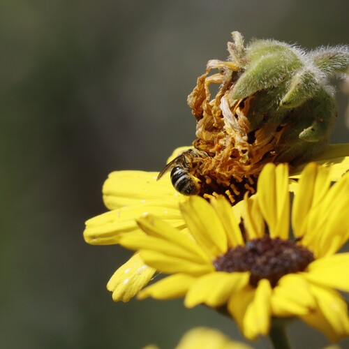 Tansy Mustard Sweat Bee