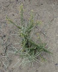 Tetradymia spinosa