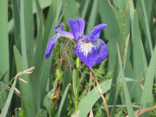 northern blue flag