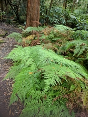 Calochlaena dubia