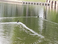 Anas platyrhynchos domesticus