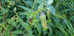 Campanula punctata