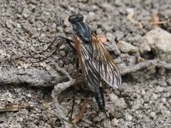 Pandivirilia