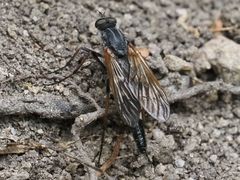 Pandivirilia