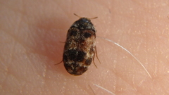 Trogoderma